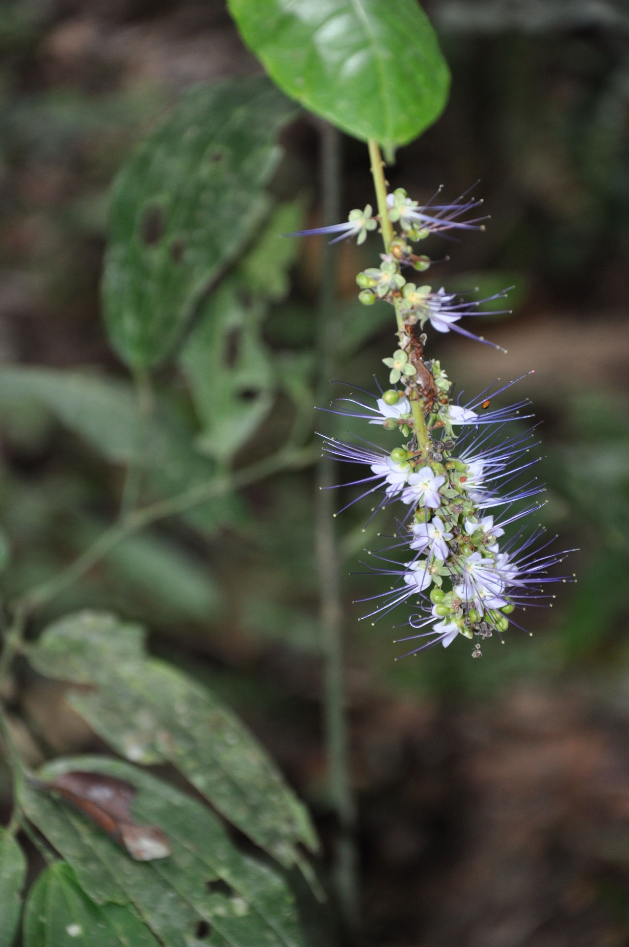 Turismo en America Latina - Puerto Maldonado